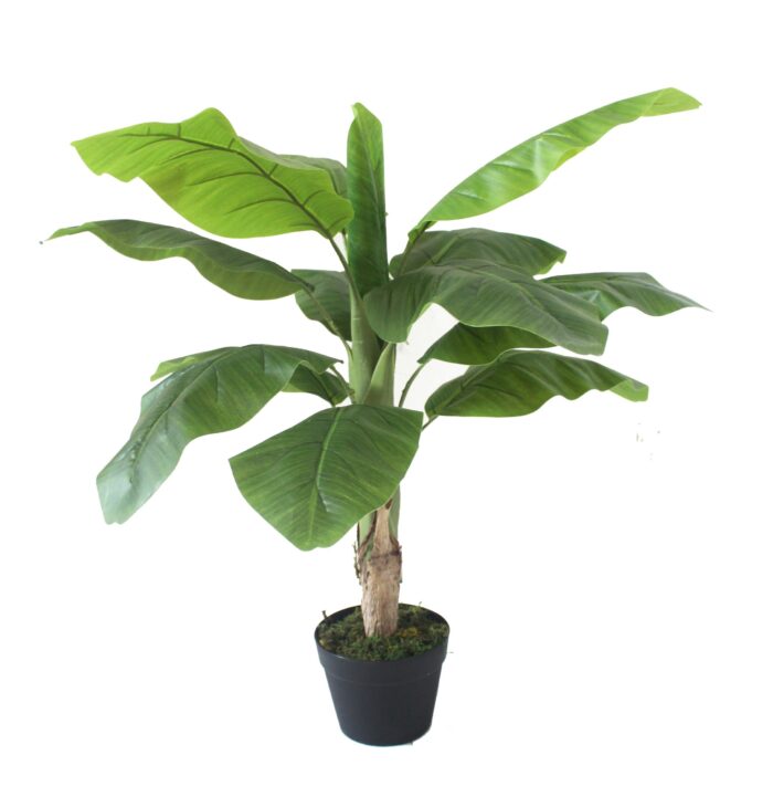 banana tree 2