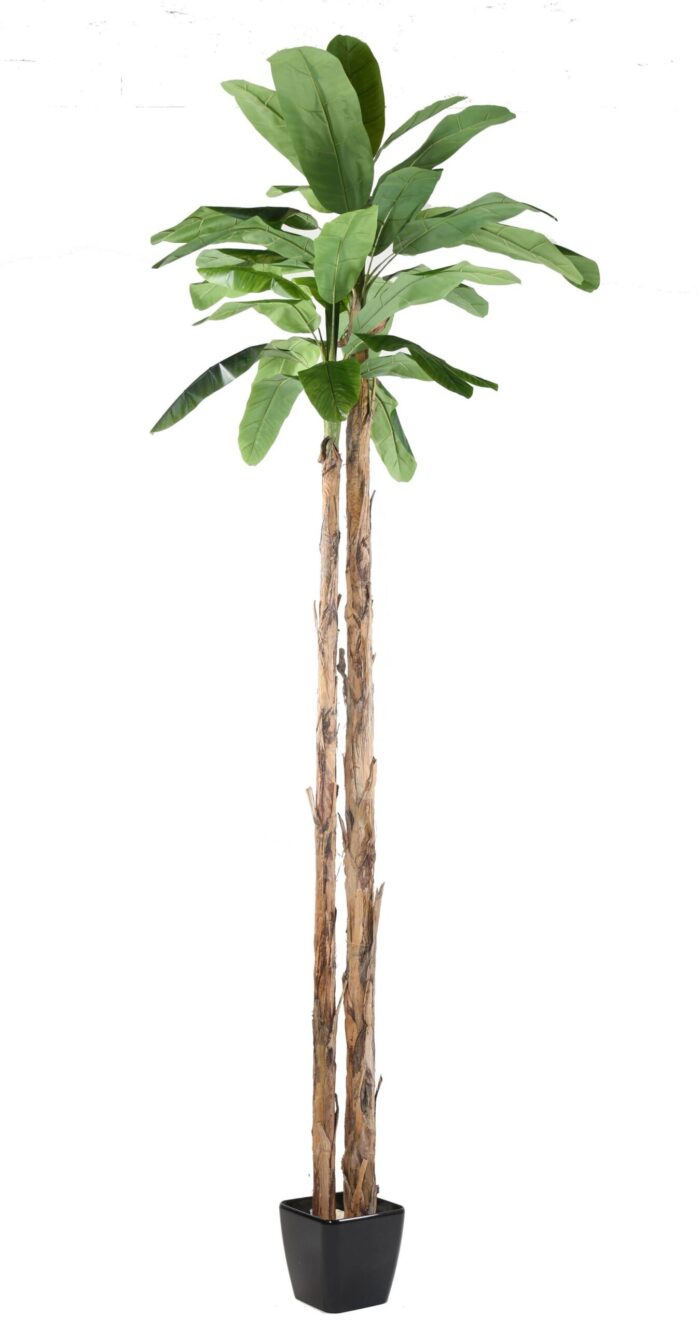banana tree 2 giant scaled