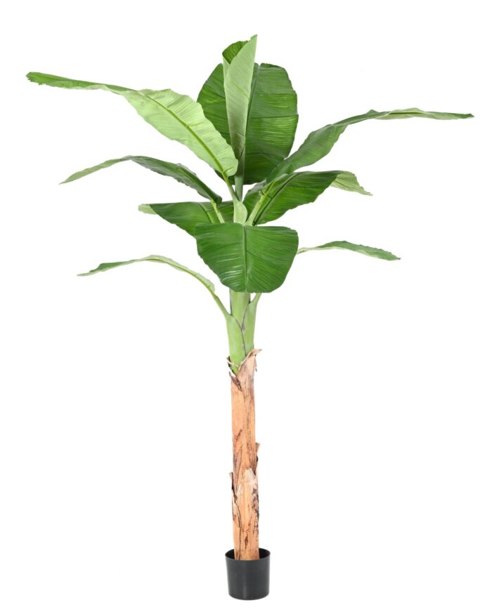 banana tree royal 1 scaled