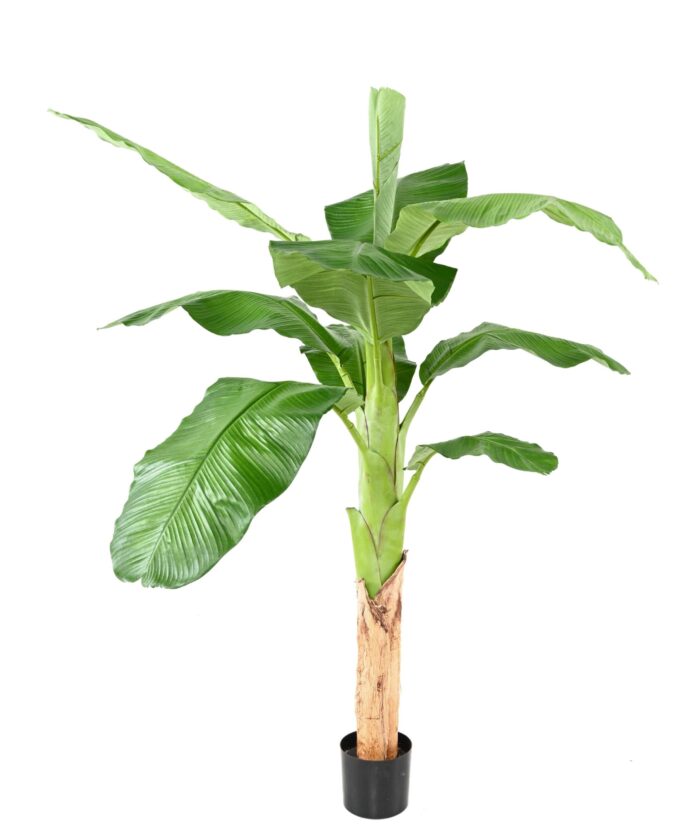 banana tree royal 2 scaled