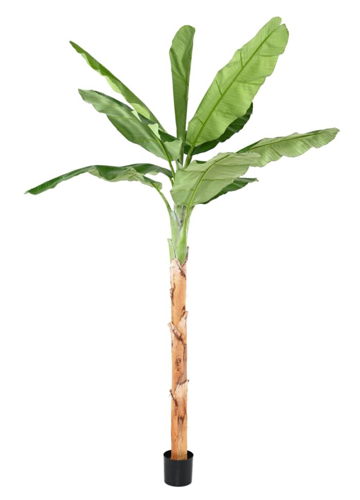 banana tree royal scaled