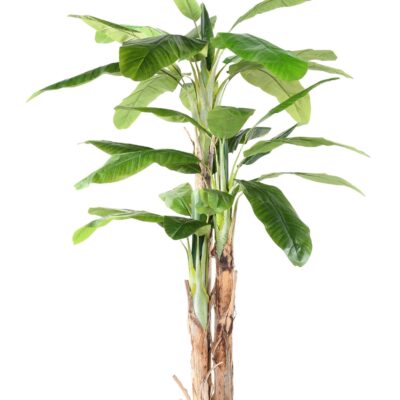 banana tree three trunks 1 scaled