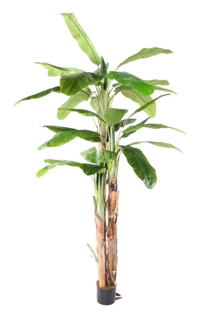 banana tree three trunks 1 scaled