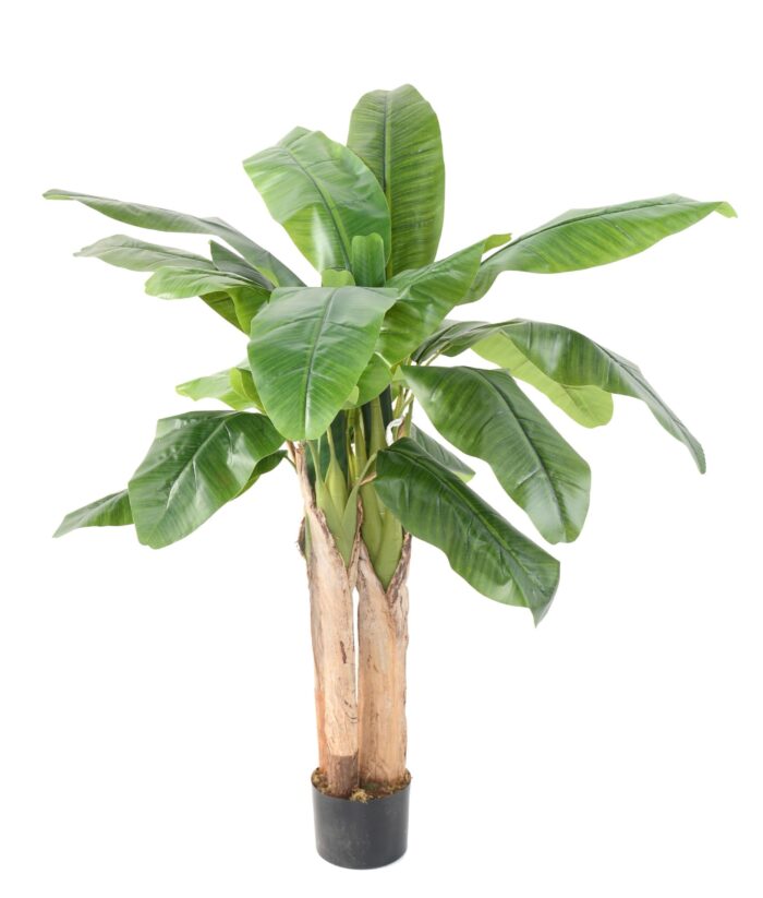 banana tree three trunks scaled