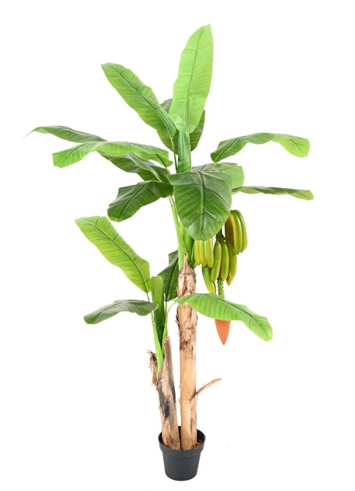 banana tree with fruit scaled
