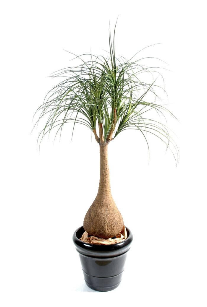 beaucarnea 1