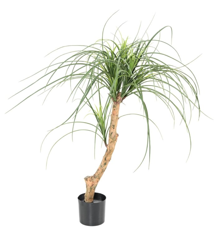 beaucarnea 2 scaled