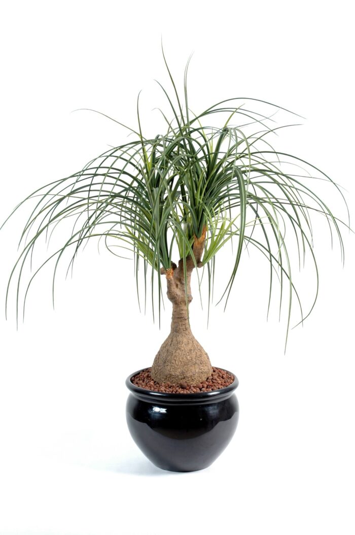 beaucarnea