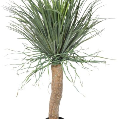 beaucarnea recurvata scaled