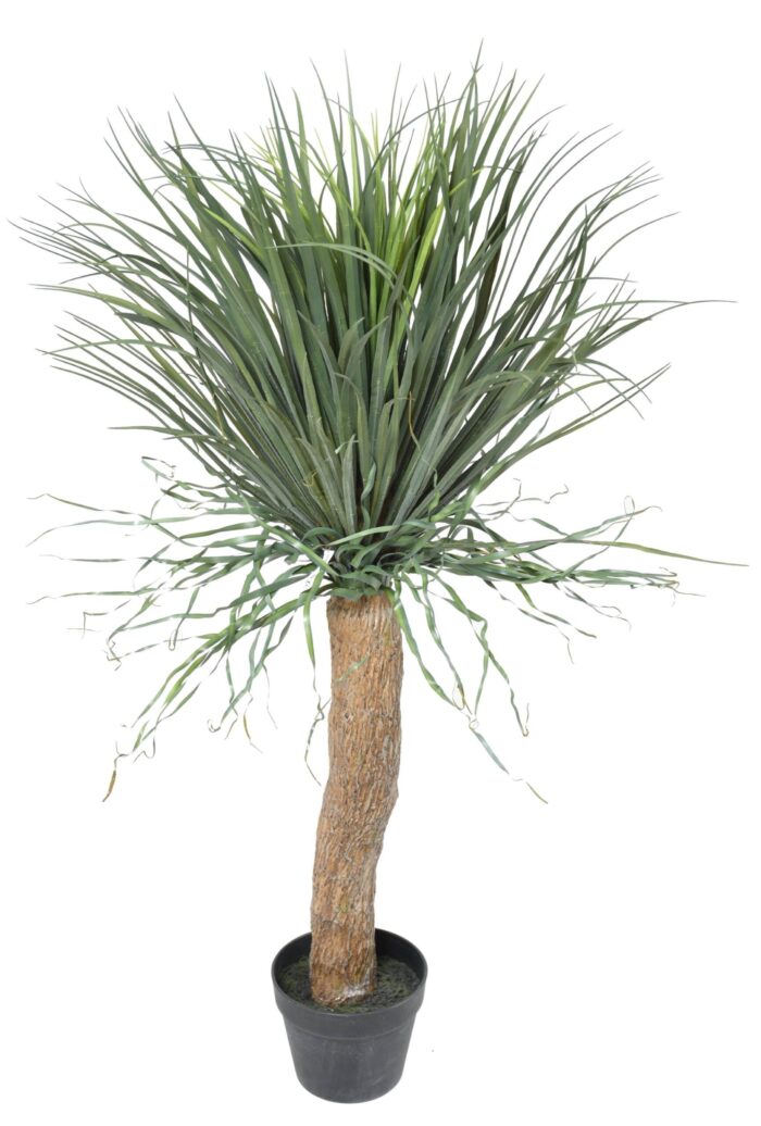 beaucarnea recurvata scaled