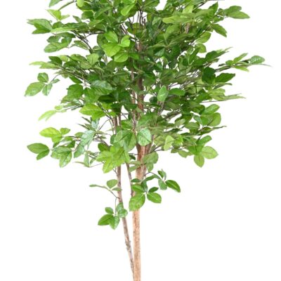 beech grandifolia 160 scaled