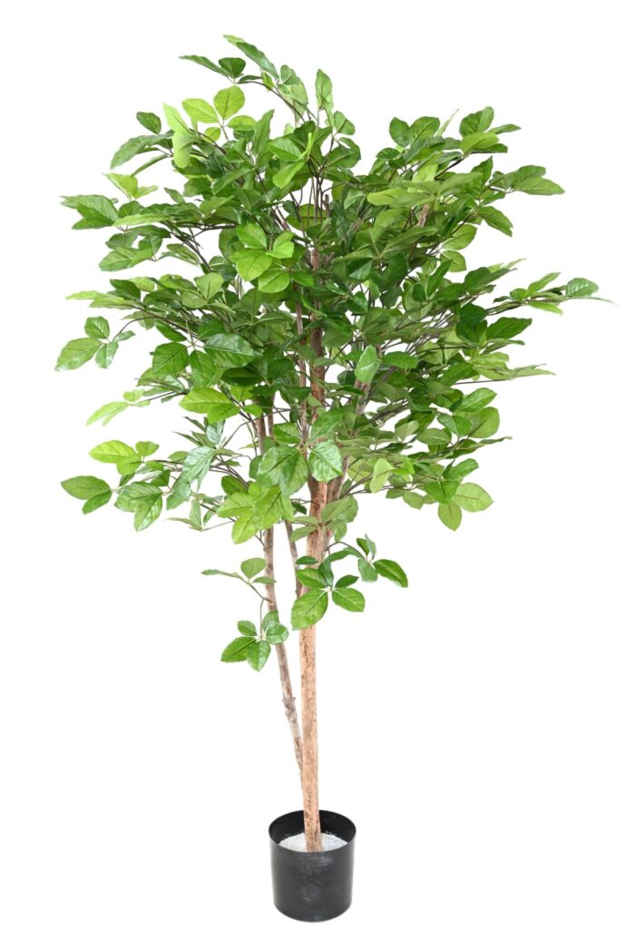 beech grandifolia 160 scaled