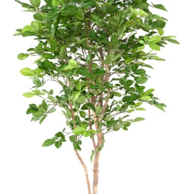 beech grandifolia 190 scaled