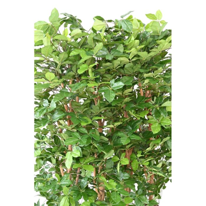 beech grandifolia hedge 145 2