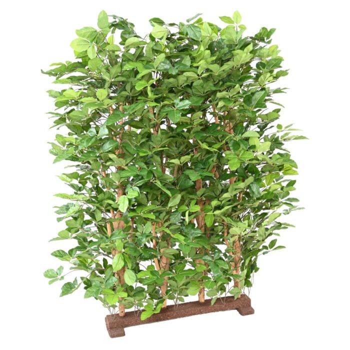 beech grandifolia hedge 145