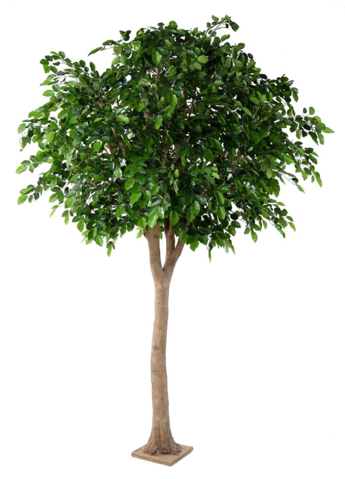 beech head scaled