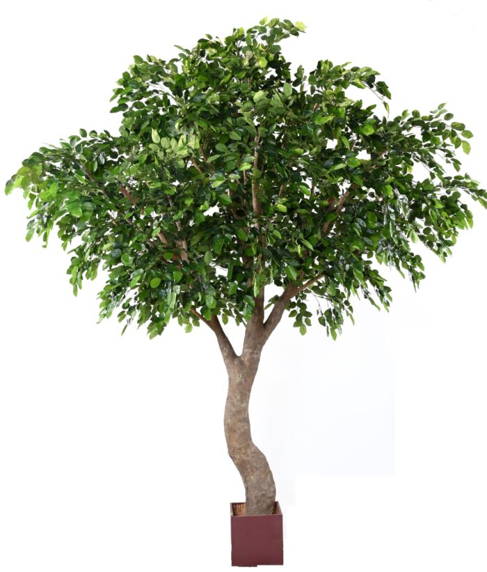 beech s scaled