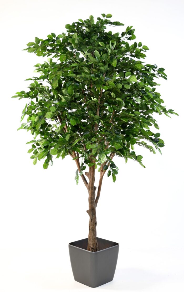 beech scaled
