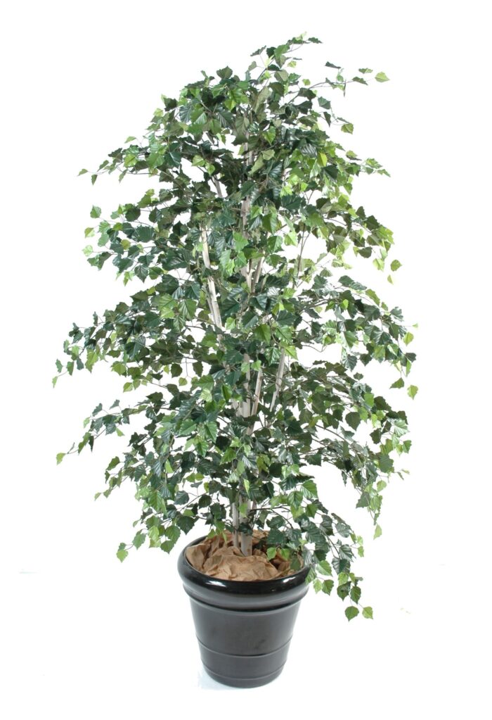 birch scaled