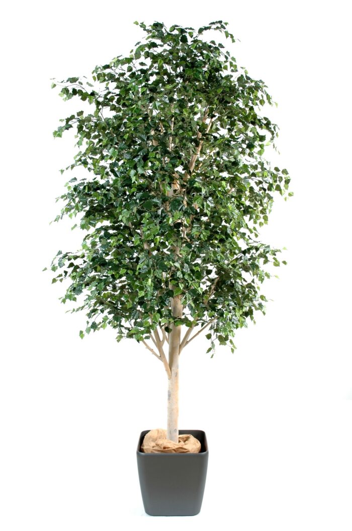 birch tree 3