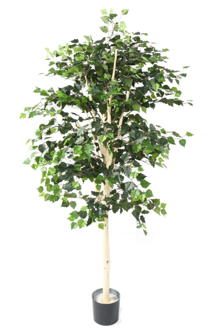 birch ts 170 scaled