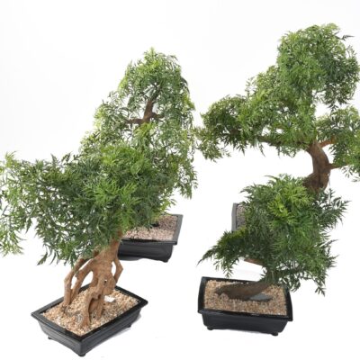 bonsai aralia in cup 1 scaled