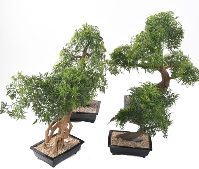 bonsai aralia in cup 2 scaled