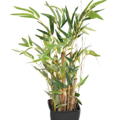 bonsai bamboo potted