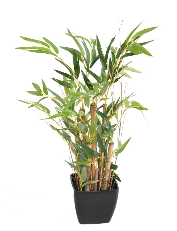 bonsai bamboo potted