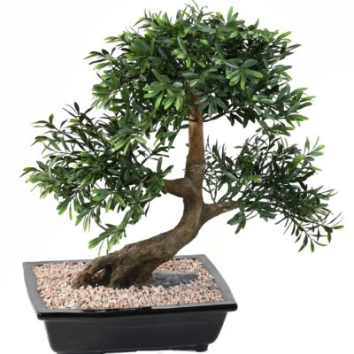 bonsai black willow cup