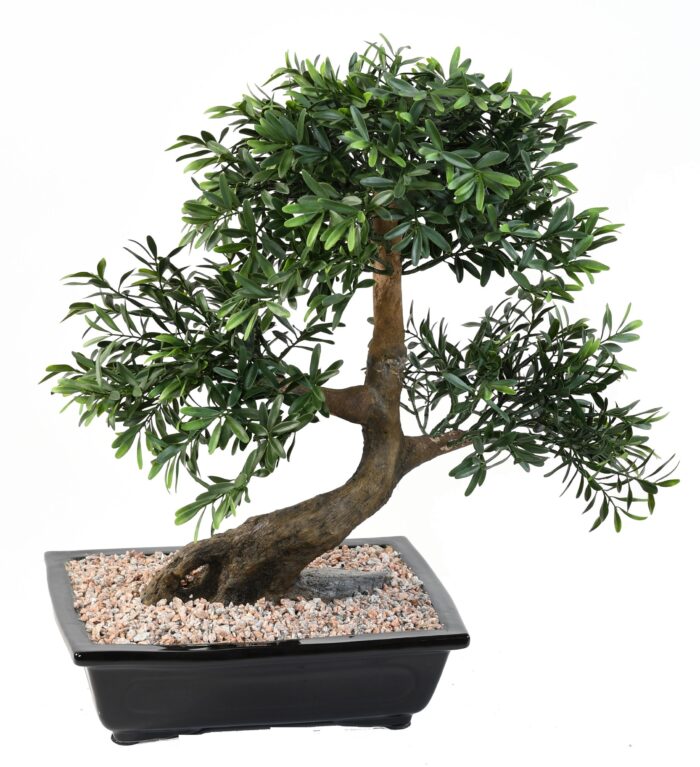 bonsai black willow cup