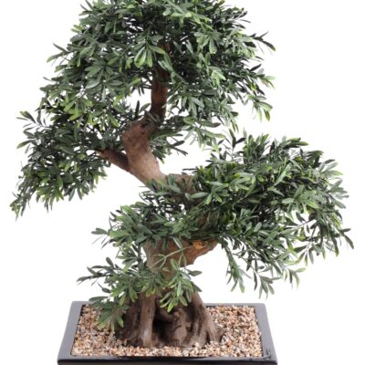 bonsai black willow in cup with gravel