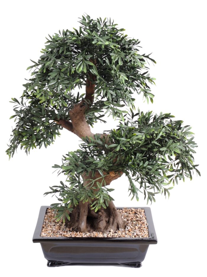 bonsai black willow in cup with gravel