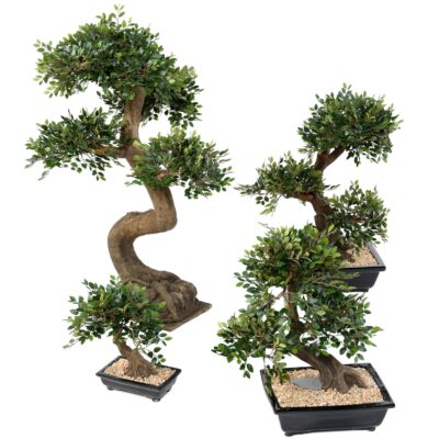 bonsai elm in cup gravel 1 scaled
