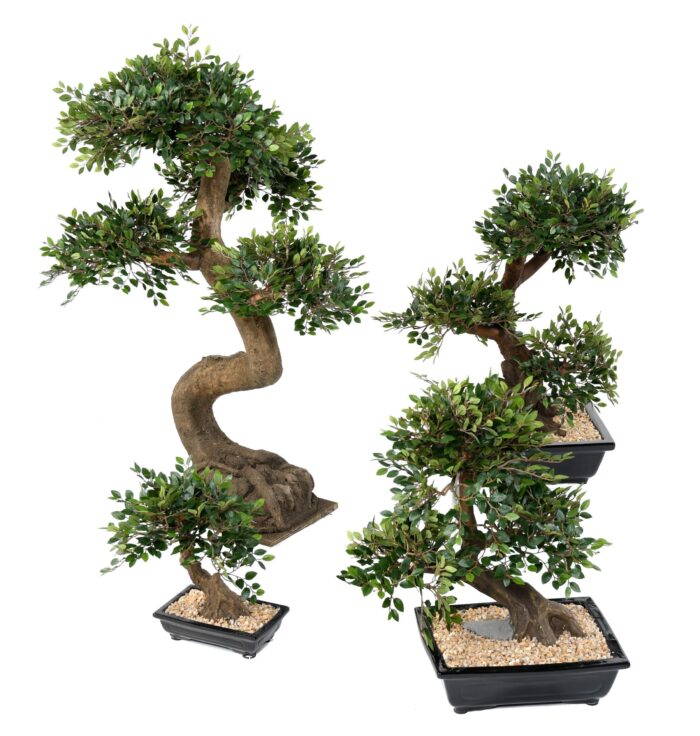 bonsai elm in cup gravel 2 scaled