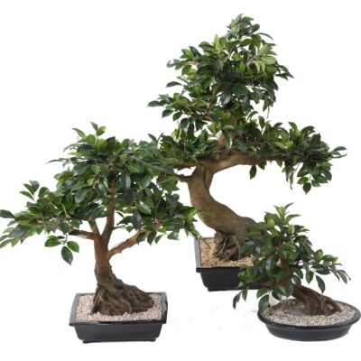 bonsai ficus in cup 1