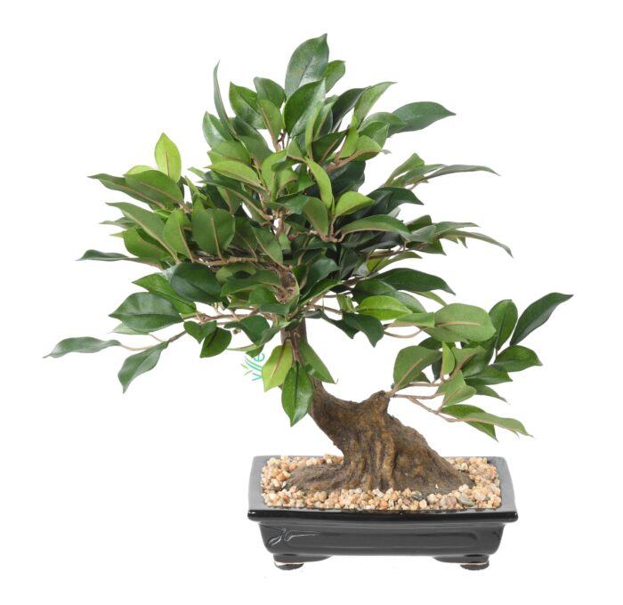 bonsai ficus in cup scaled