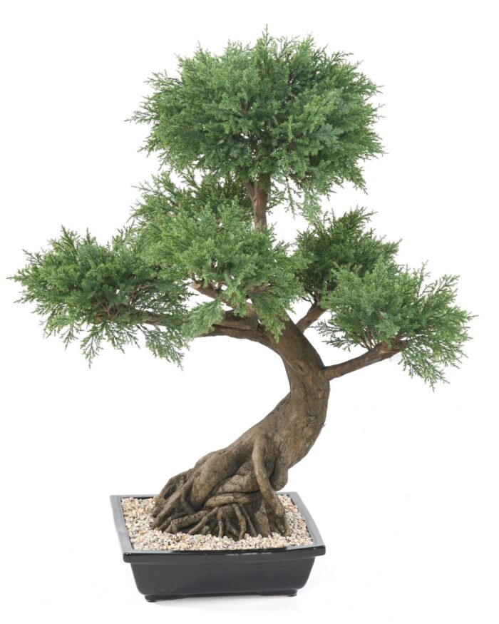 bonsai juniperus in cup 1