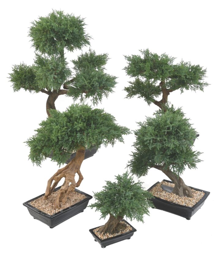 bonsai juniperus in cup 3 scaled