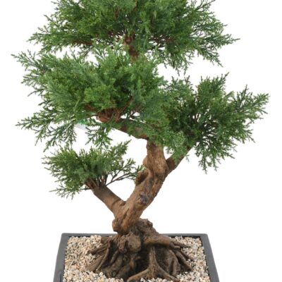 bonsai juniperus in cup 4 scaled