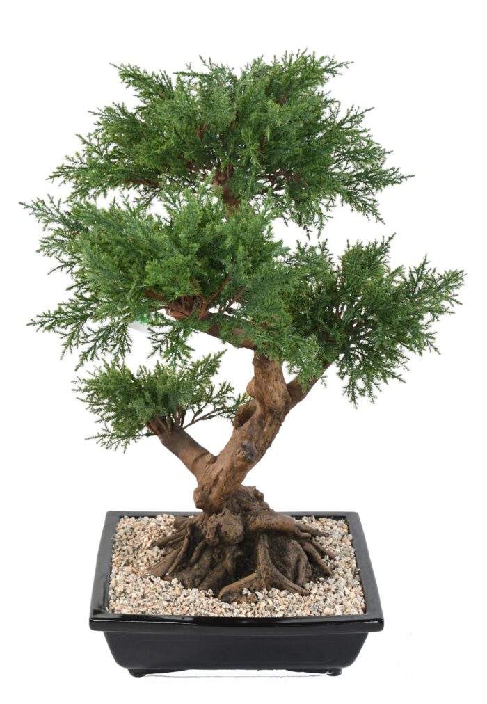 bonsai juniperus in cup 4 scaled