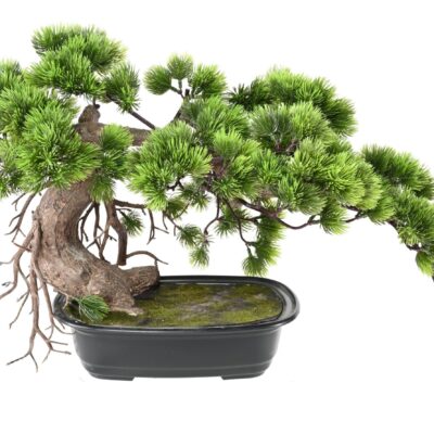 bonsai pine 37 scaled