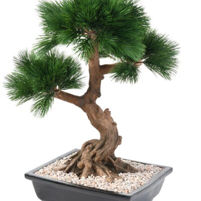 bonsai pine in cup scaled