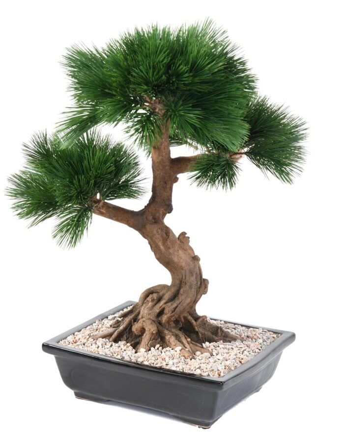 bonsai pine in cup scaled