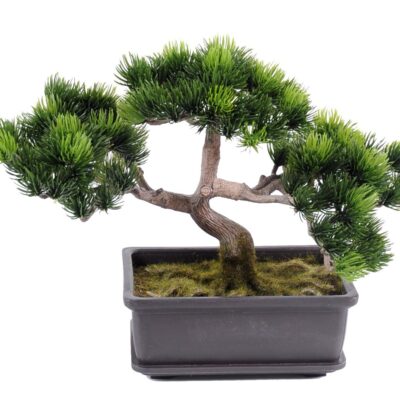 bonsai pine mini