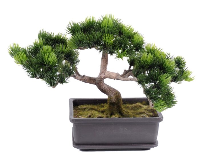 bonsai pine mini
