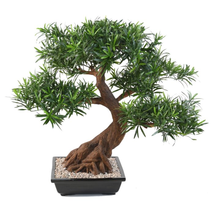 bonsai podocarpus cup scaled