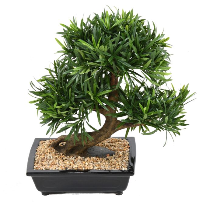 bonsai podocarpus in cup scaled