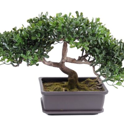 bonsai tea mini 22 cm