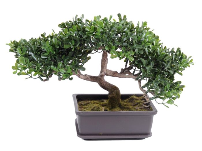bonsai tea mini 22 cm